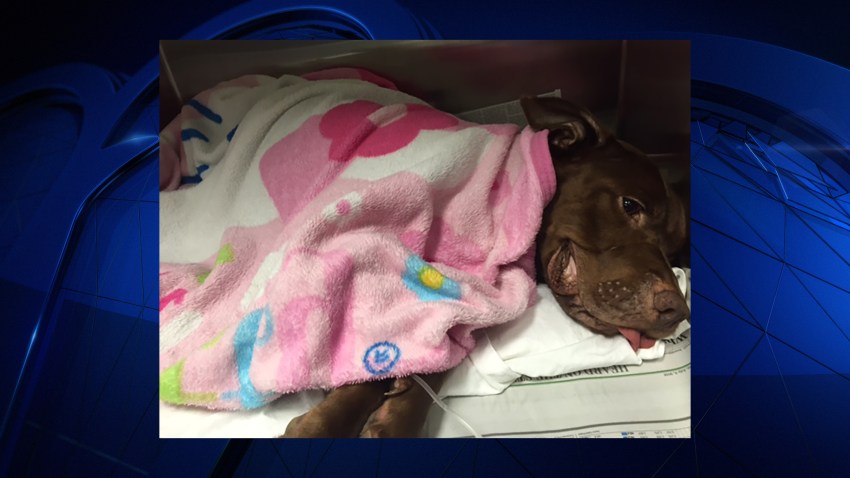 South Florida Dog Gets Much-Needed Treatment After Cancer Diagnosis ...