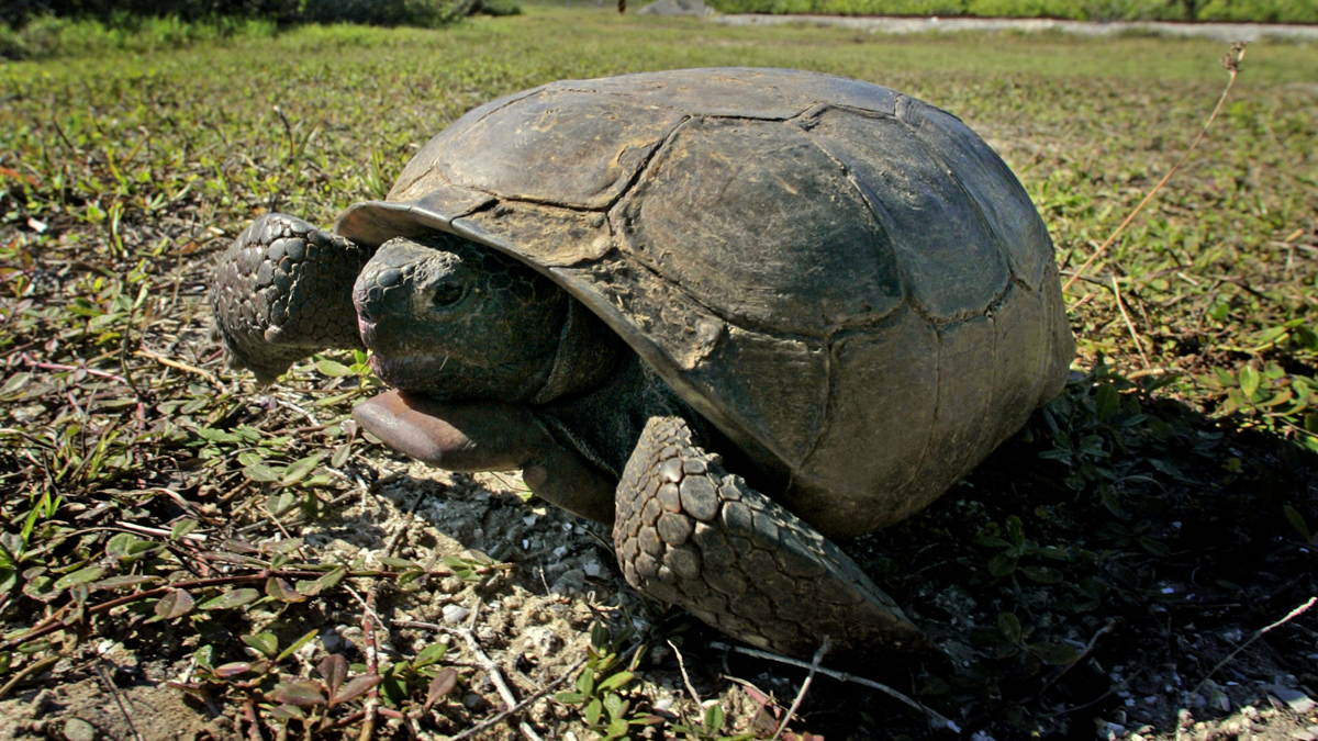 Stop Putting Gopher Tortoises In The Water Florida Wildlife Officials