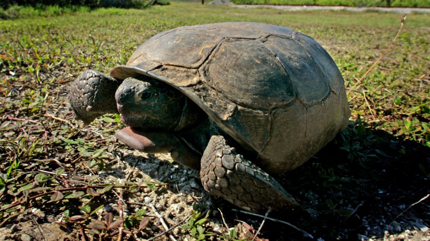 Stop Putting Gopher Tortoises In The Water Florida Wildlife