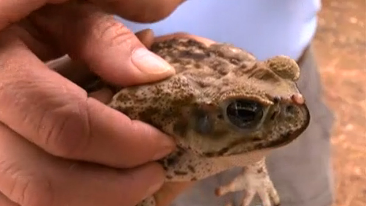 Invasive Cane Toads a Deadly Threat to Pets – NBC 6 South Florida