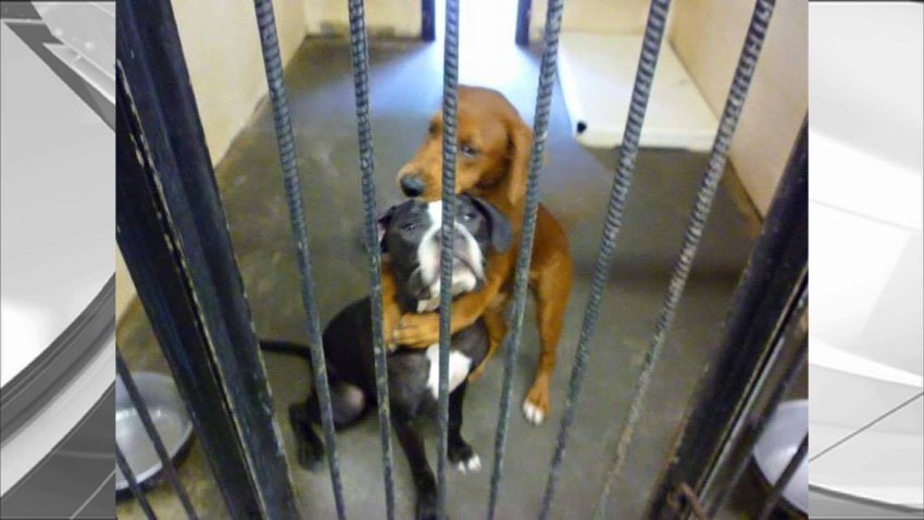 072215 hugging dogs saved georgia