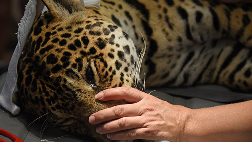 072315 jaguar surgery crop