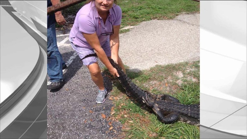 07232015 woman fights gator