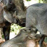 080217 baby warthogs zoo miami 3