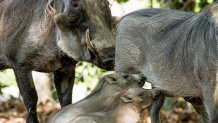 080217 baby warthogs zoo miami 3