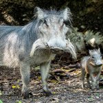 080217 baby warthogs zoo miami