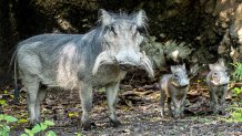 080217 baby warthogs zoo miami