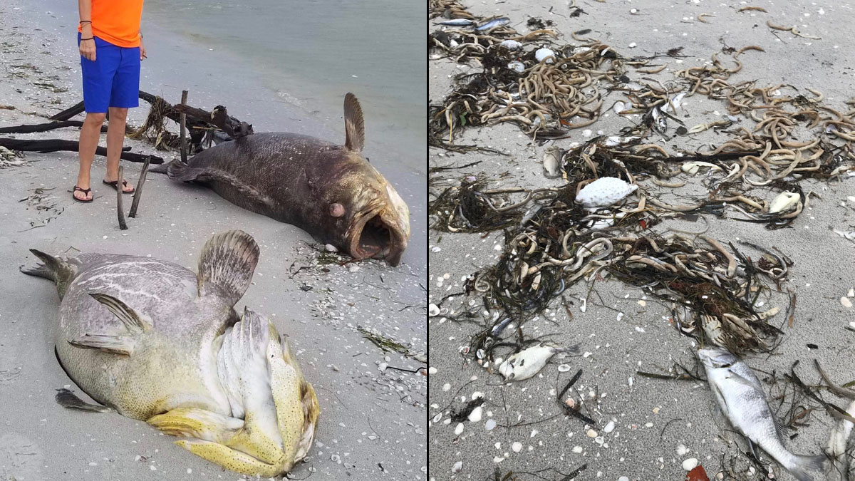 Devastating Red Tide Killing Sea Life in Southwest Florida – NBC 6 ...