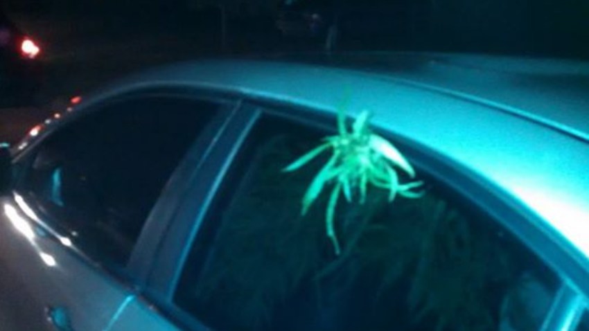 080714 clearwater police marijuana plant car window