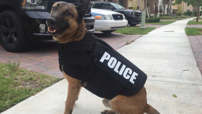 Miami Police K-9’s Equipped With Bulletproof Vests – NBC 6 South Florida