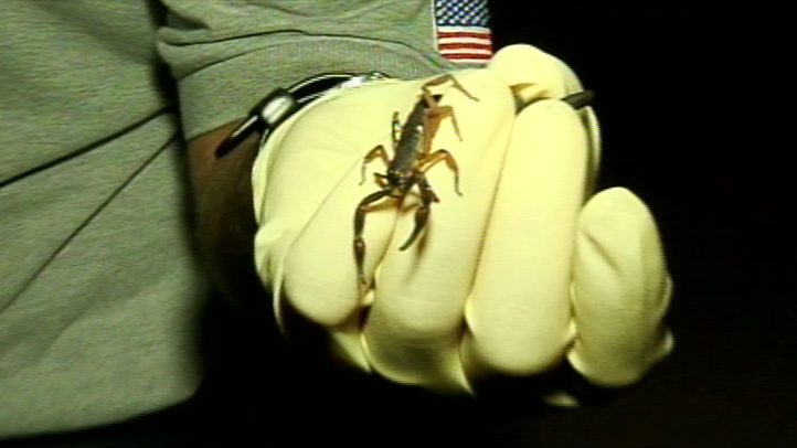 Woman Hospitalized After Scorpion Sting – NBC 6 South Florida