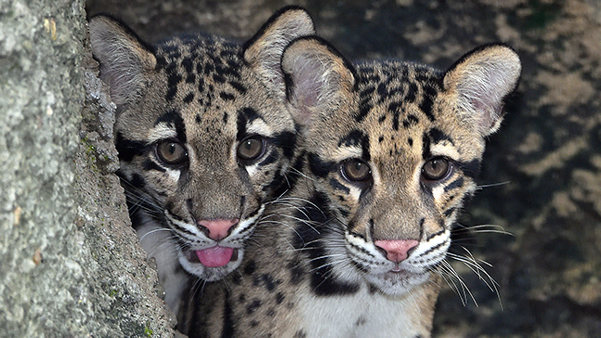Clouded Leopard Kittens Make Debut at Zoo Miami – NBC 6 South Florida