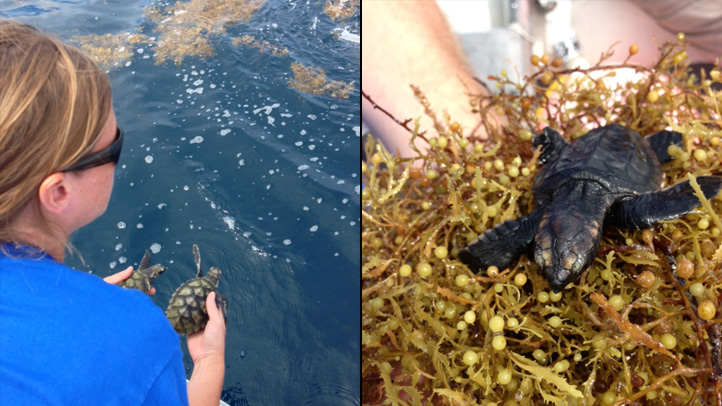 091213 seaworld sea turtle release