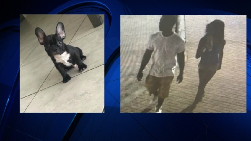 Two People Arrested for Allegedly Stealing Dog – NBC 6 South Florida