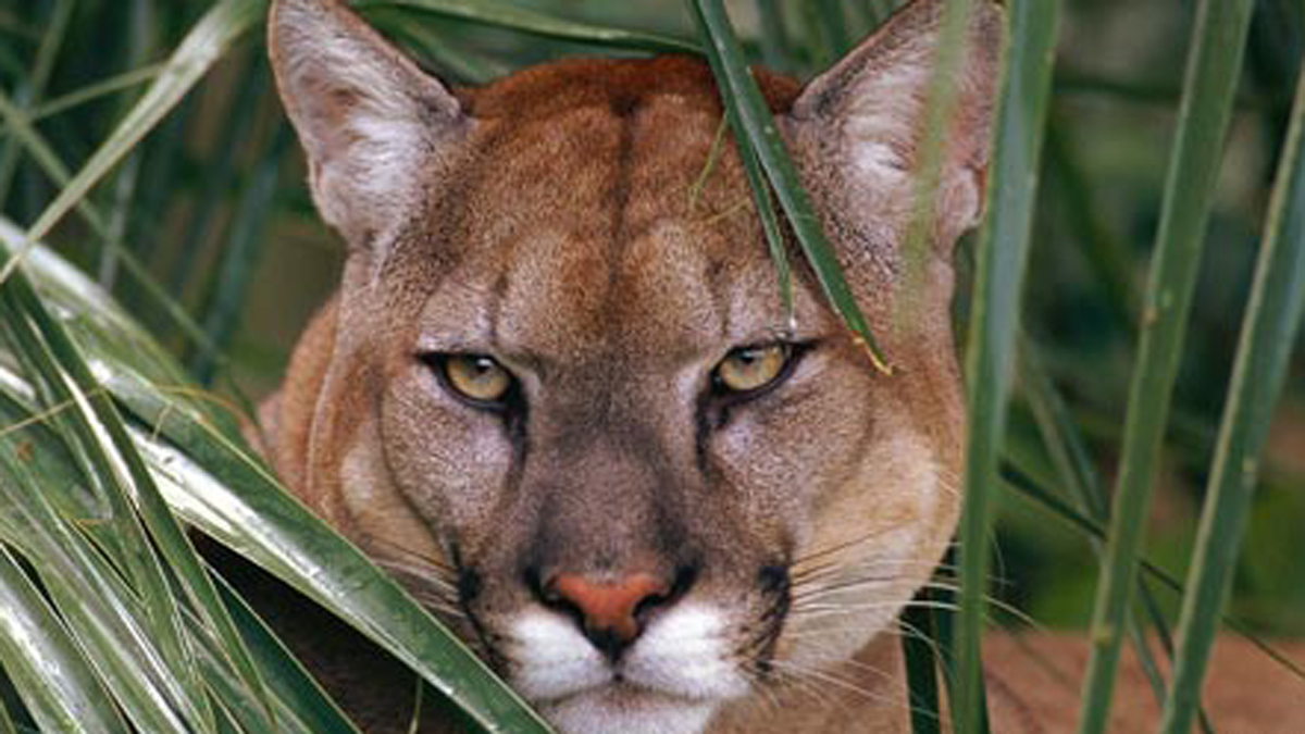 Family Spots Florida Panther Roaming In Backyard Of SW Florida Home ...