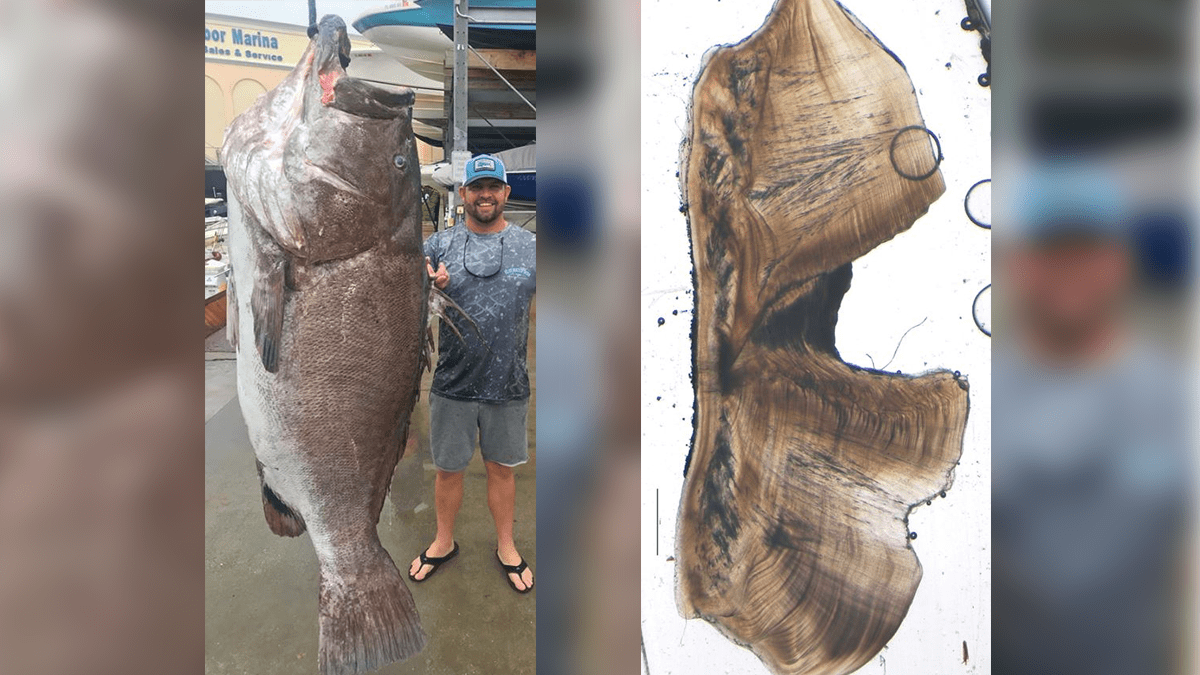‘A Big Old Fish!’ 350Pound Warsaw Grouper Caught in