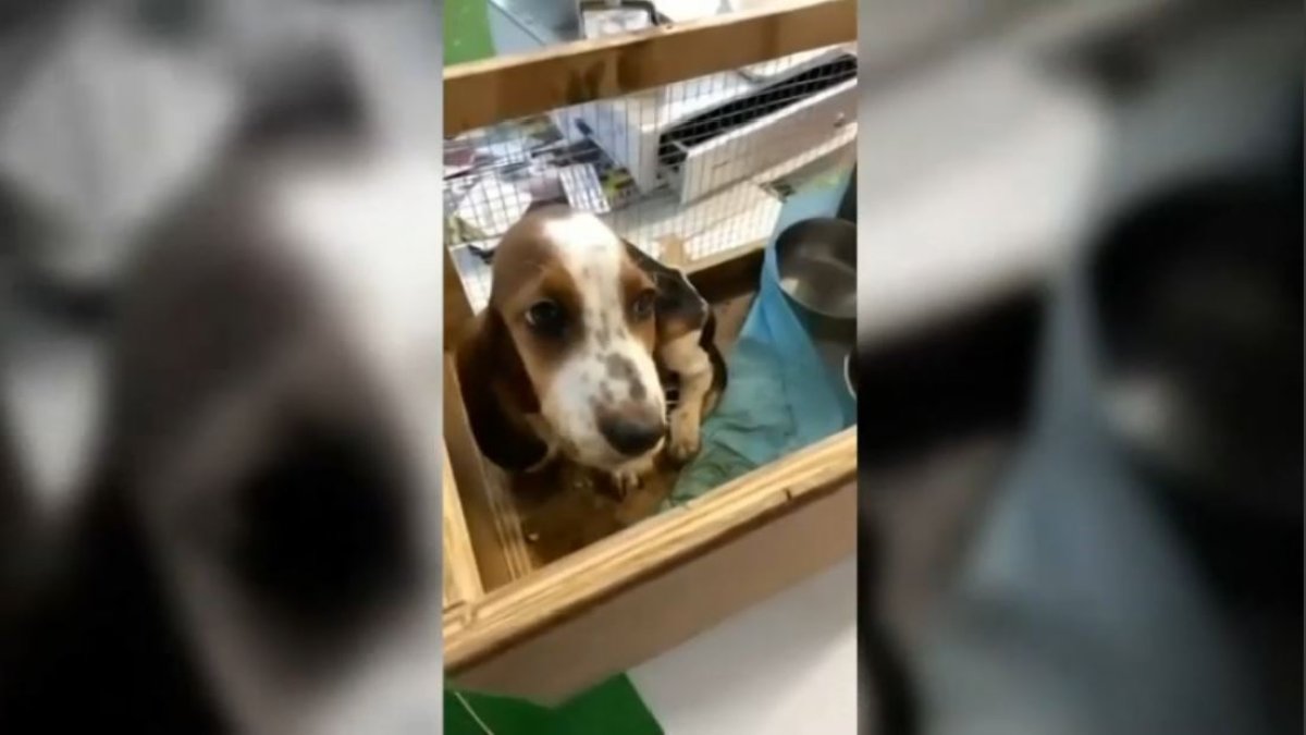‘Heartbreaking’ Pet Store Shut Down After Animals Found Living in