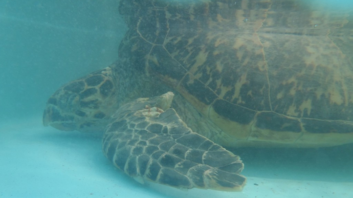100212 good hope sea turtle