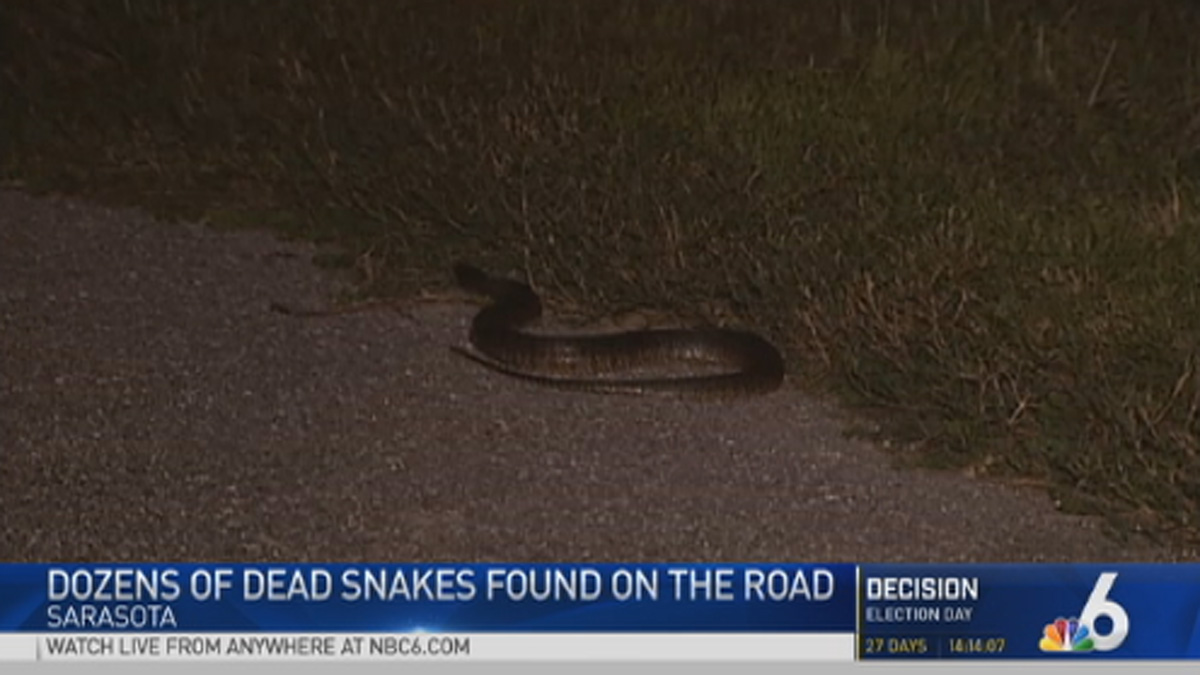 Hundreds of Snakes Found on Sarasota Boulevard NBC 6 South Florida