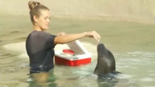 101217 miami seaquarium reopens