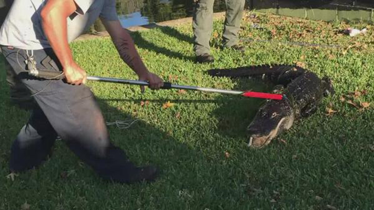 Central Florida Man Survives Gator Attack NBC 6 South Florida