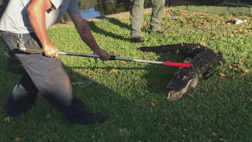 Central Florida Man Survives Gator Attack – NBC 6 South Florida