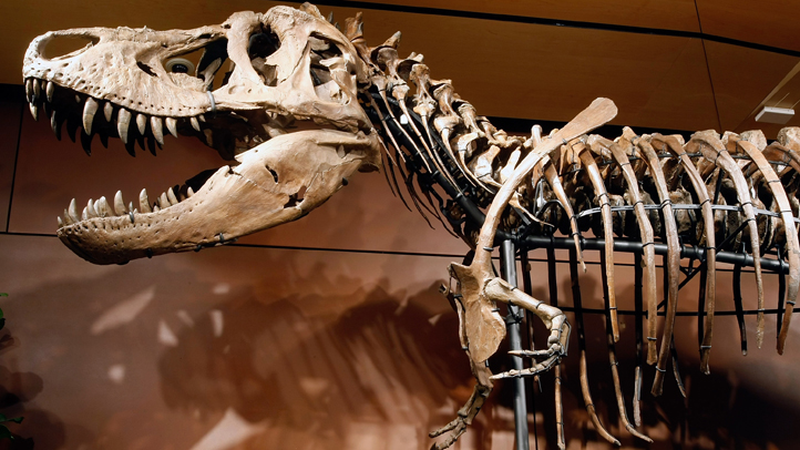 new tyrannosaurus rex discovery