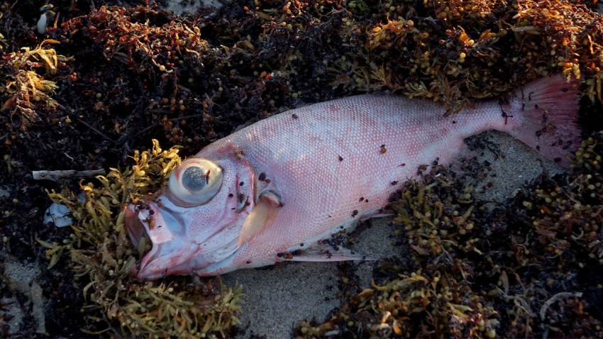 102319 Red Tide Thumb