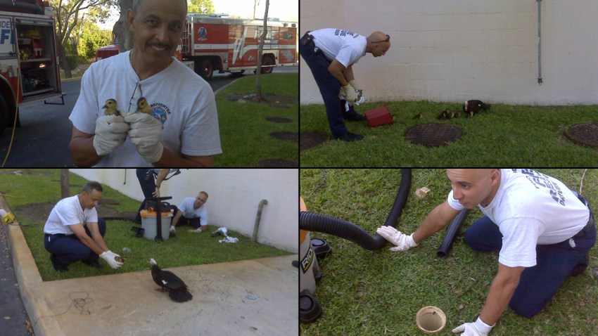 102914 fort lauderdale firefighters rescue ducklings