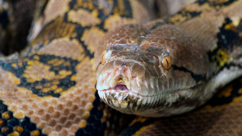 6 Things to Know: Python Bowl
