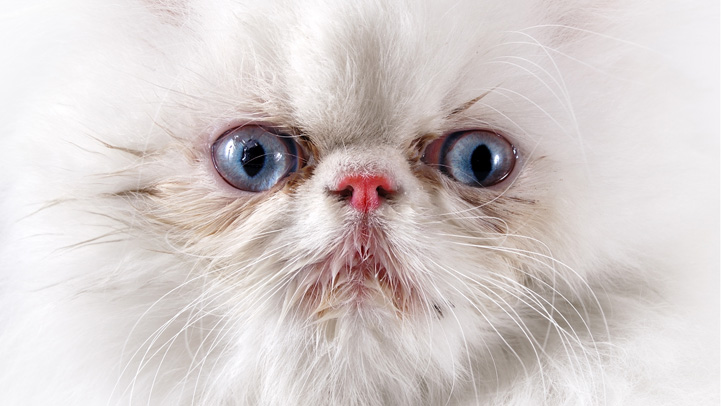 Cat Fight Wife Slices Hubby Over Kitty Bills Nbc 6 South Florida