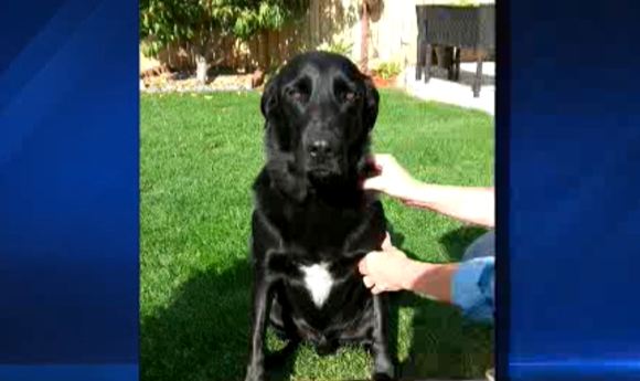 11-19-14-Dexter the Dog Riverside County
