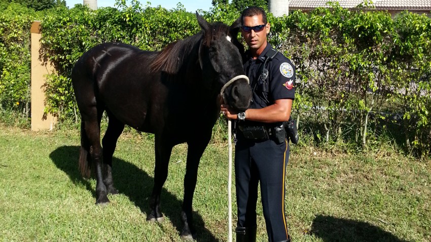 110713 sweetwater police maverick horse