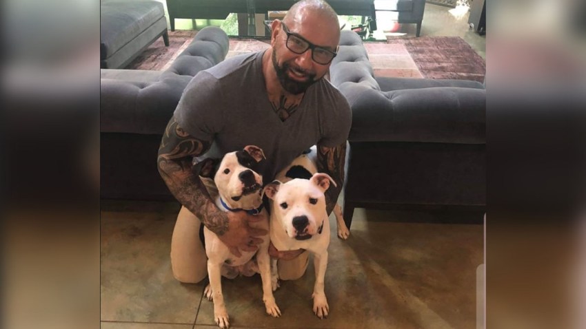 111419 rescue me tampa dave bautista pit bulls FINAL