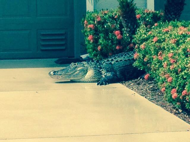 Massive Alligator Makes Appearance in Florida Neighborhood – NBC 6 ...