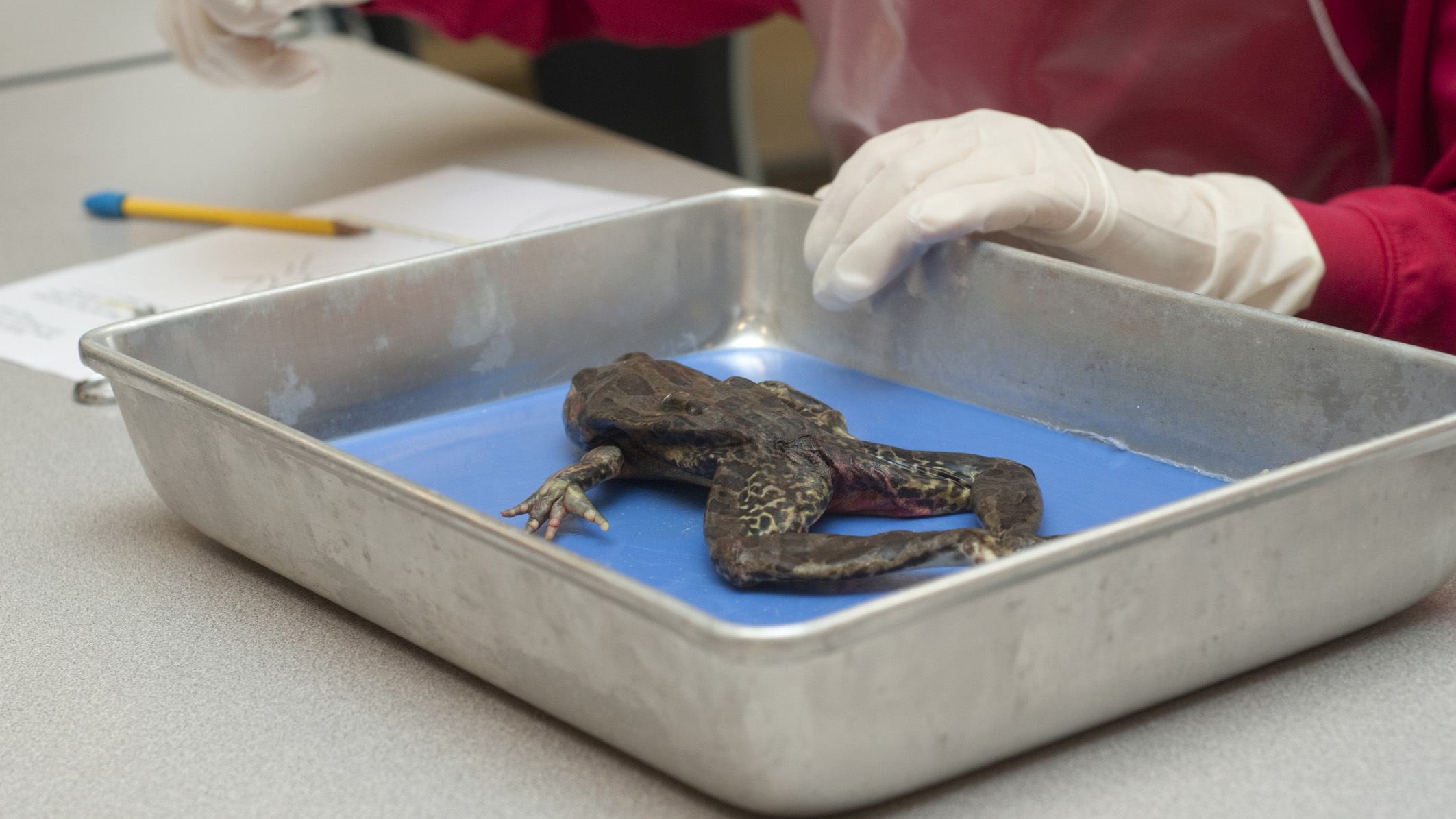 virtual frog dissection lab