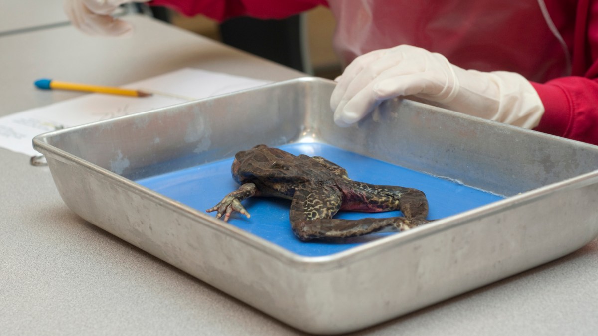 Florida School Finds an Alternative to Dissecting Frogs NBC 6 South