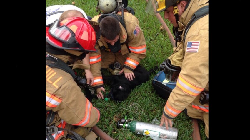 112713 lauderhill dog rescued firefighters