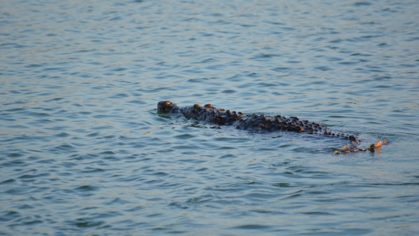 112713 miami beach crocodile