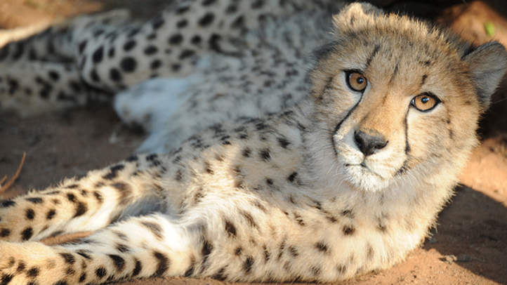 112812 zoo miami cheetah 2