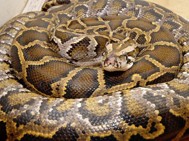 New Python Breed “Rocks” Florida – NBC 6 South Florida