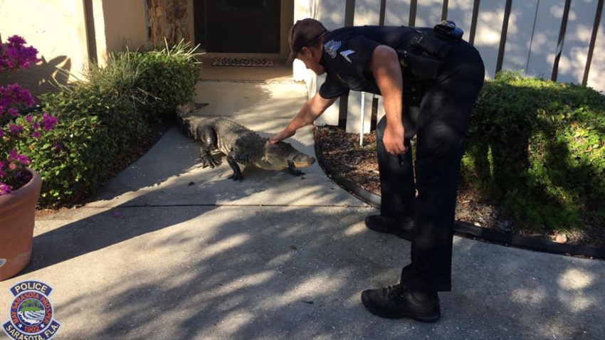 121516 sarasota police gator