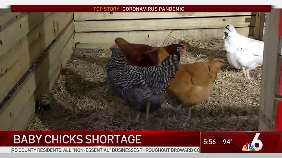 Chicken Hatcheries Facing Baby Chick Shortage Amid Pandemic NBC 6