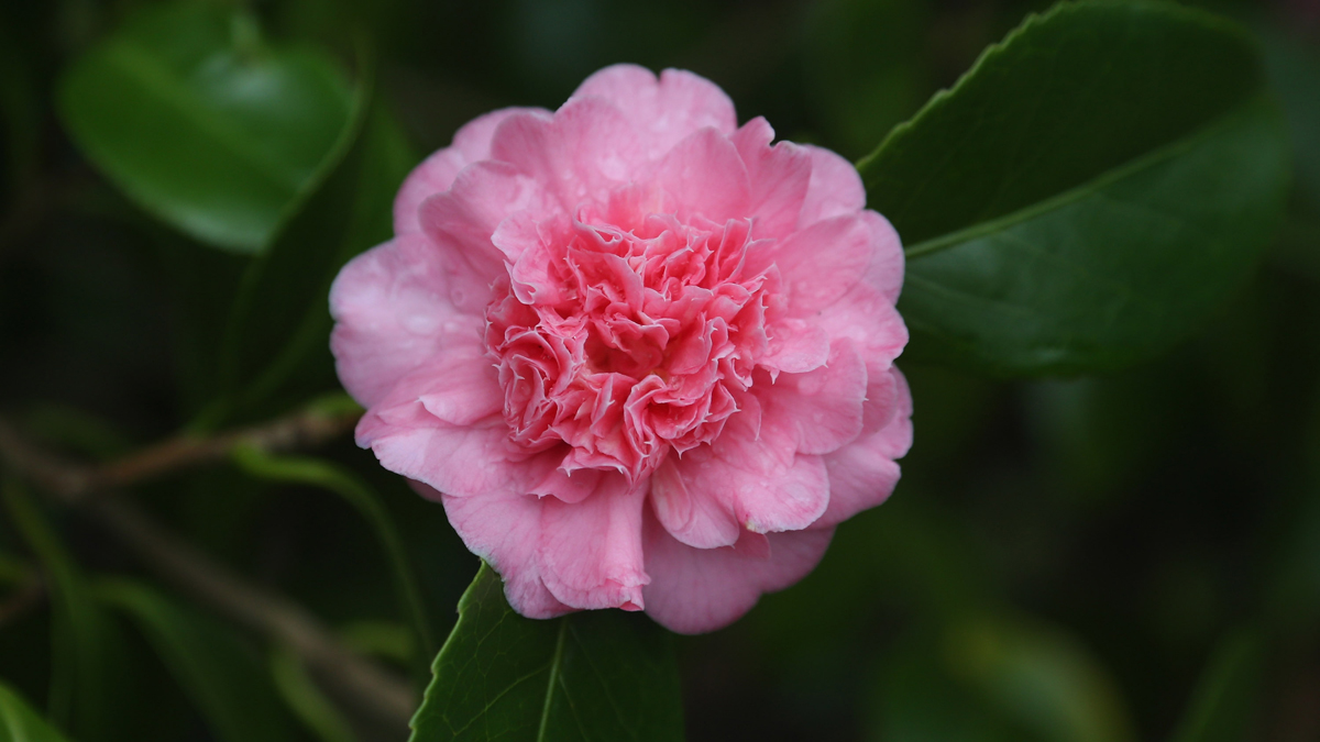 Thousands of Camellias on Display in Florida NBC 6 South Florida