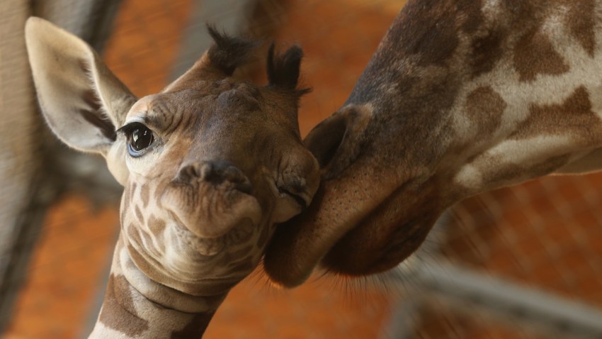 184761610BW007_BABY_GIRAFFE