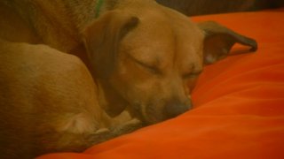 2-10-15-pet rent puppy sleeping dog