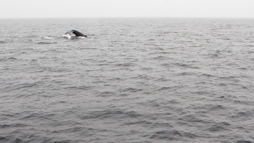 091704 whale watch 1