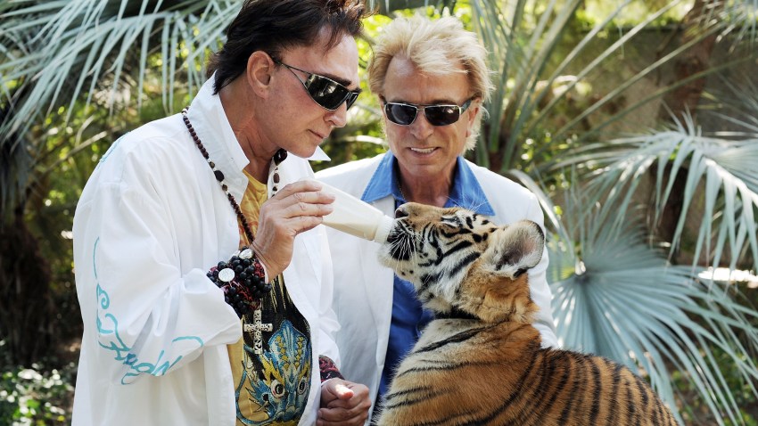 Siegfried And Roy Tiger Attack Video Original Siegfried and Roy Share Stage With Attack Tiger – NBC 6 South Florida