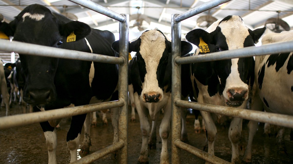 South Florida dairy farmer turning his cows' manure into renewable energy - Vimarsana News