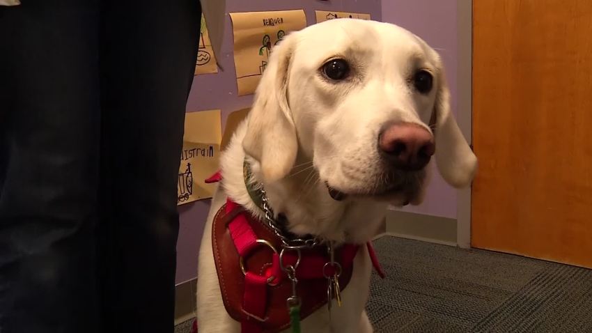 Bill Targeting Phony Use of Support Animals Passes Florida Senate – NBC